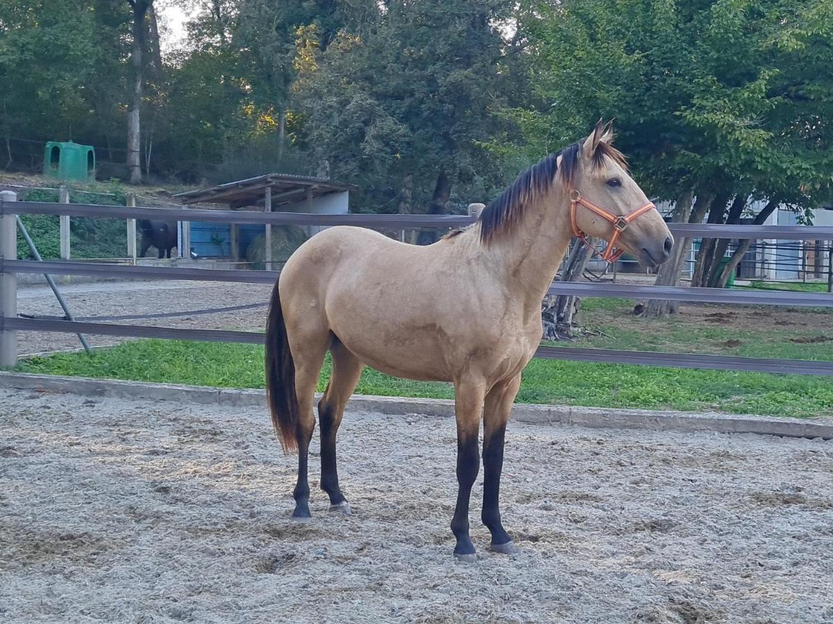 Repos Rouge-Plaisir Au Milieu Des Chevaux Apartment Kembs Exterior photo