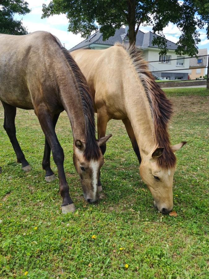 Repos Rouge-Plaisir Au Milieu Des Chevaux Apartment Kembs Exterior photo